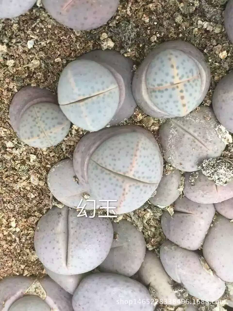 罗宾追悼会将在旧金山举办 非为债自杀|IM电竞平台(图1) IM电竞