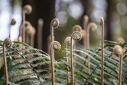 IM电竞平台:精选美食推荐:剁椒茄子,苦瓜丝拌熏干,鱼香鸡蛋的做法(图2) IM电竞