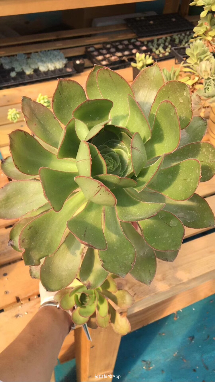 f(x)成员Amber刘逸云将发表全新歌曲 21日通过各大音源网站公开音源-IM电竞平台(图1) IM电竞