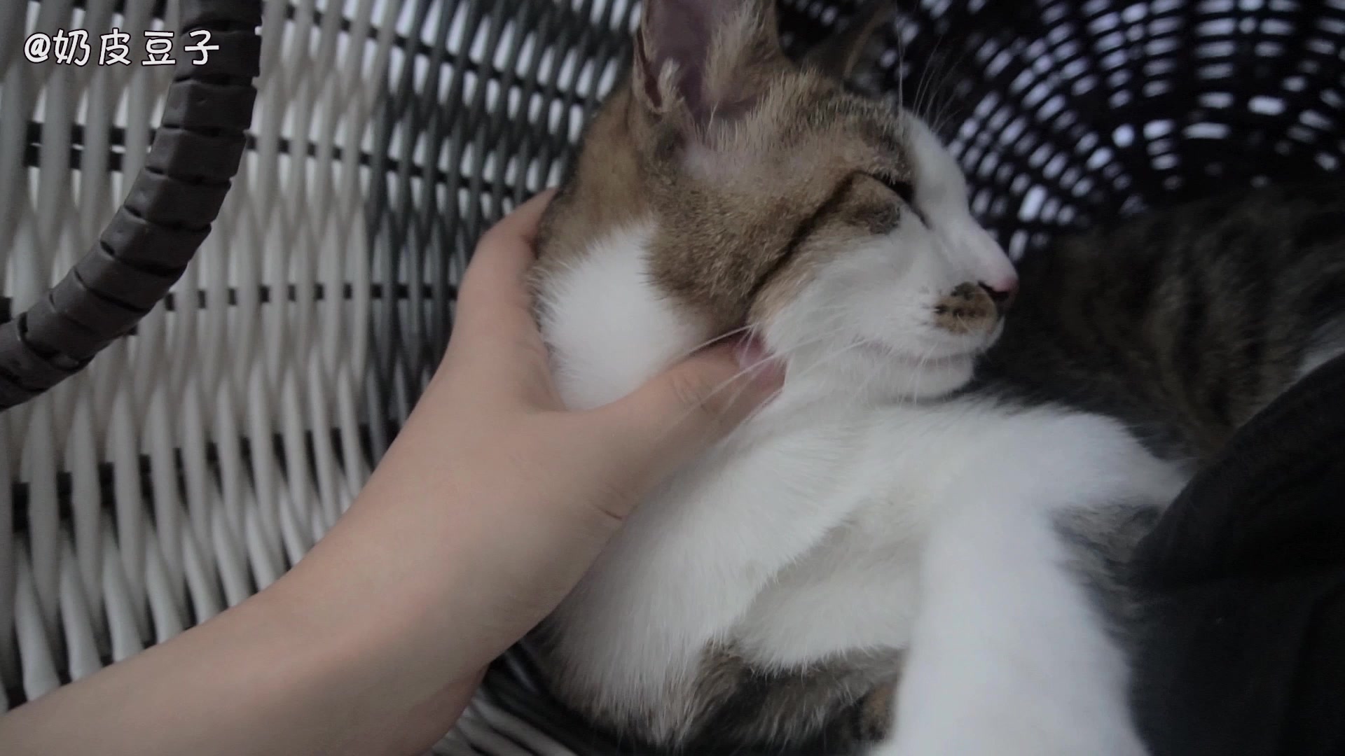 IM电竞平台:视频:麦当娜献唱美国超级碗 半百天后性感依旧(图2) IM电竞