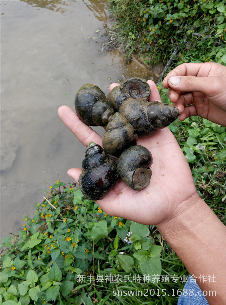 IM电竞平台|珍妮弗洛佩兹有喜 保证唱到底(图2) IM电竞平台