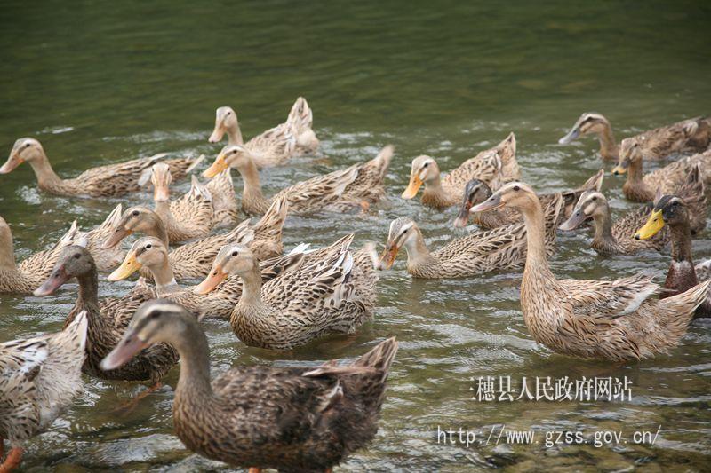 IM电竞平台|珍妮弗洛佩兹有喜 保证唱到底(图1) IM电竞