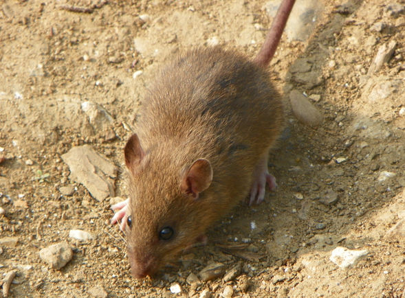 IM电竞-香酥虾排的做法_香酥虾排怎么做_akikimi的菜谱(图1) IM电竞
